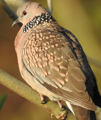 Spotted Dove