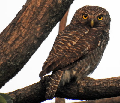 Asian Barred or Jungle Owlet