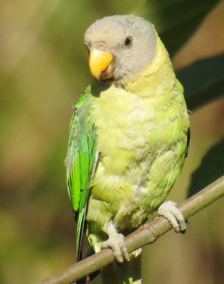 Slaty-Headed Parakeet
