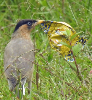 Brahminy starling with candy wrapper (July 2017)