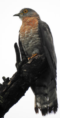 Common Hawk Cuckoo July 2017
