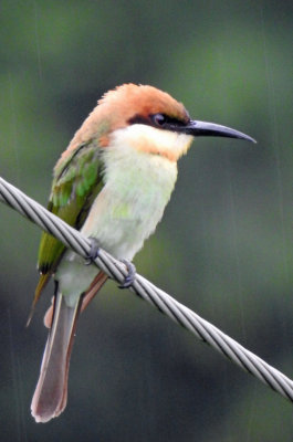 Chestnut-headed bee eater