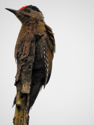 Grey-Headed Woodpecker