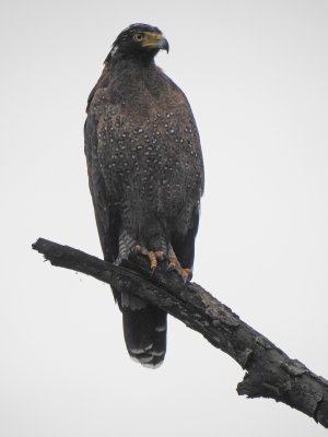 Crested Serpent Eagle July 2017