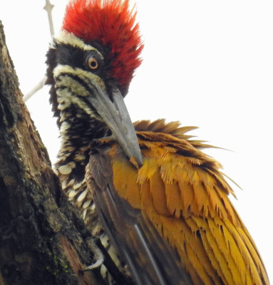 Greater Flameback July 2017