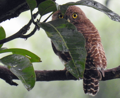 Asian Barred or Jungle Owlet
