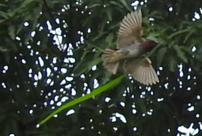 Scaly-breasted Munia carrying grass July 2017