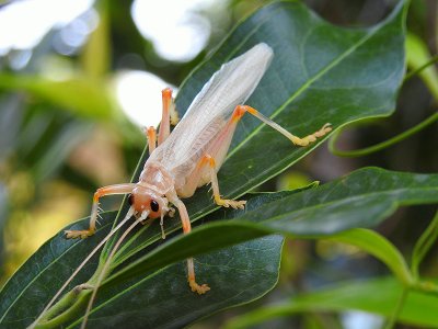 Locust or grasshopper