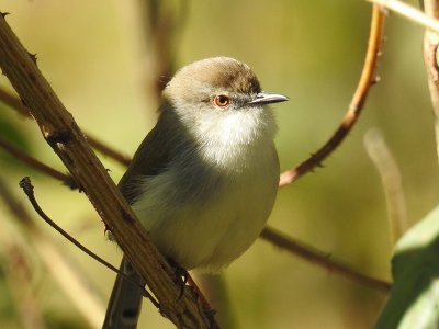 Non-breeding Grey-breasted Prinia