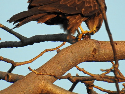 Black Kite