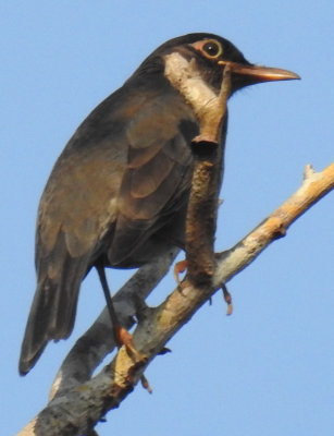 Indian Blackbird (female)
