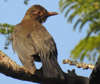 Indian blackbird (female)