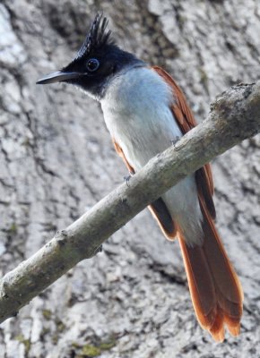 Asian Paradise Flycatcher (female)