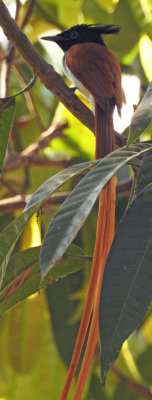 Asian Paradise Flycatcher (Rufous)