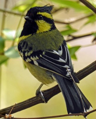 Black-lored tit