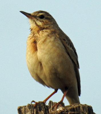 Pipits