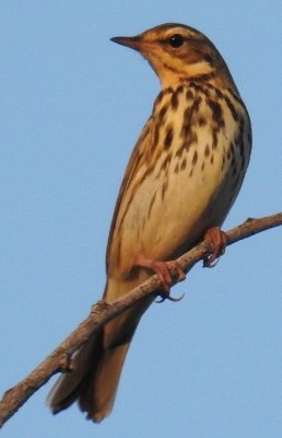 Olive-Backed Pipit
