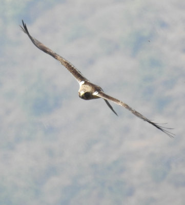 Booted Eagle 