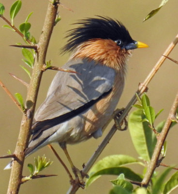 Brahminy starling 