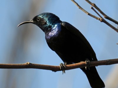 Purple sunbird