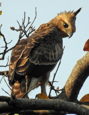 Mountain Hawk Eagle