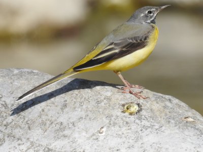 Grey wagtail