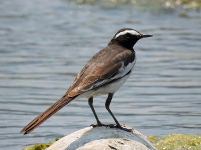 White-browed wagtail