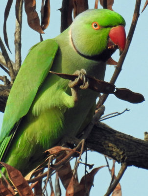 Male rose-ringed parakeet