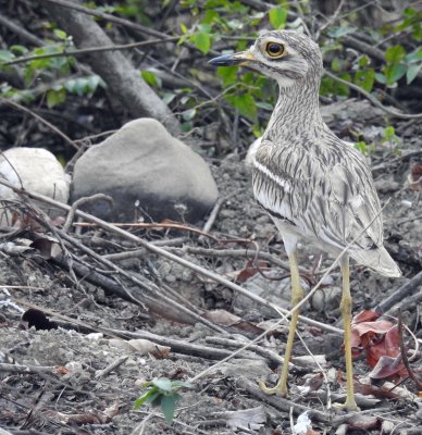 Indian thick knee