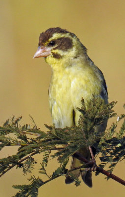 Yellow-breasted greenfinch (male)