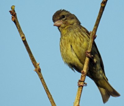 Yellow-breasted greenfinch (female)