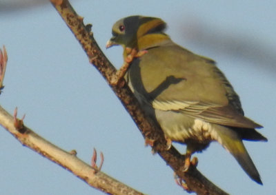 Yellow-Toed Green Pigeon