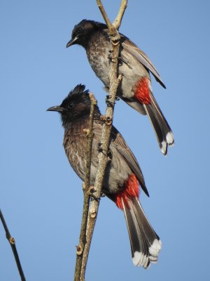 Red-vented bulbul 