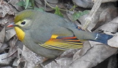 Red-billed Leothrix