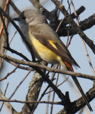 Small minivet (female)