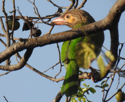 Brown-Headed Barbet