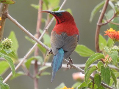Crimson Sunbird