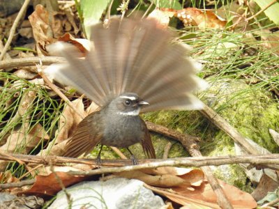White-Throated Fantail