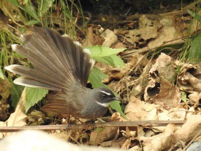 White throated fantail
