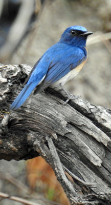 Blue-throated flycatcher