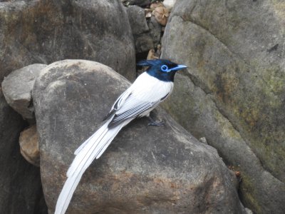 Asian Paradise Flycatcher