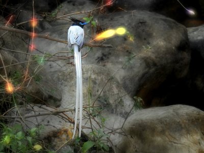 Asian Paradise Flycatcher (jazzed up by Rahil)