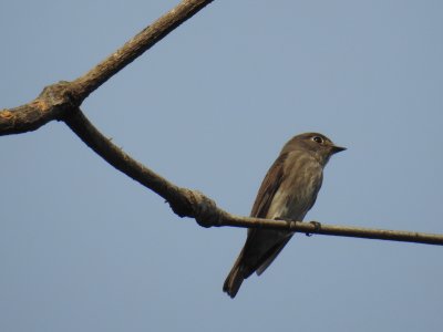 Dark-sided flycatcher