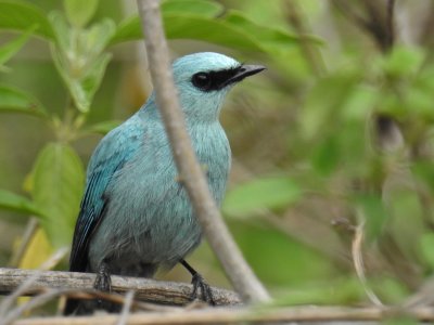 Verditer flycatcher 