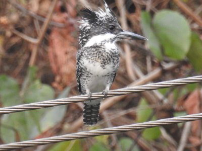 Crested Kingfisher 