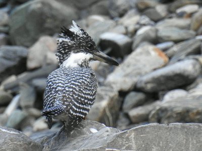 Crested Kingfisher 