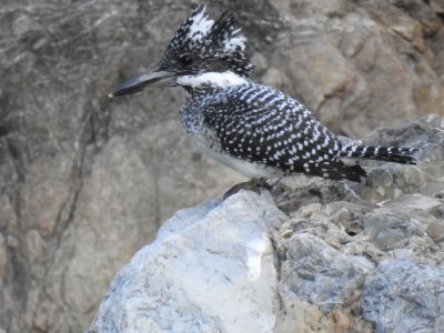 Crested Kingfisher