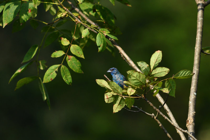 Indigo_Bunting_7.jpg