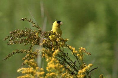 Goldfinch_2333.jpg