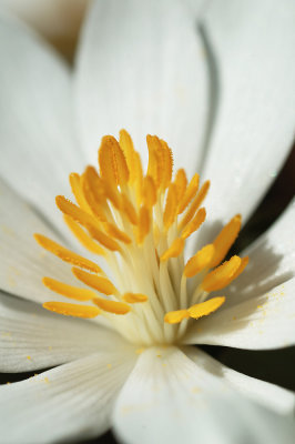 BloodRoot 2.jpg
